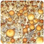 Псилоцибиновые (галлюциногенные) грибы в Донецке Psilocybin "Golden Teacher" Псилоцибиновые (галлюциногенные) грибы в Донецке Psilocybin "Golden Teacher"