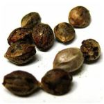 Семена марихуаны АК-47  (Seeds AK-47) в Донецке